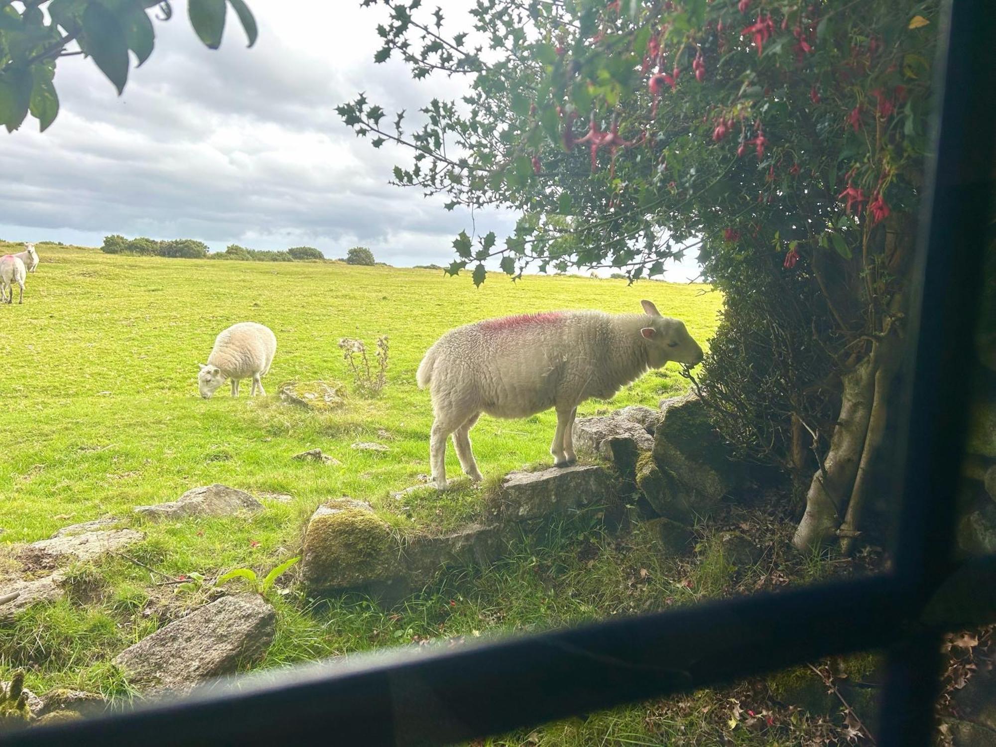 Hallagenna Cottages Bodmin Buitenkant foto